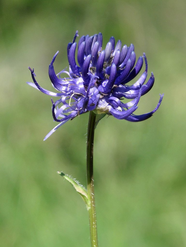 Phyteuma orbiculare
